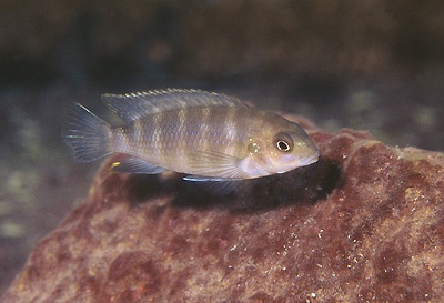 Tropheops sp. 'taiwan' Taiwanee Reef